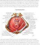 ANATOMY.TV - USARE CREARE IMMAGINI - a cura di Luisa Banzato - e-learning unipd