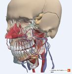 ANATOMY.TV - USARE CREARE IMMAGINI - a cura di Luisa Banzato - e-learning unipd