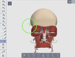 ANATOMY.TV - USARE CREARE IMMAGINI - a cura di Luisa Banzato - e-learning unipd