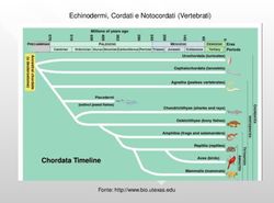 Chordata Timeline - Echinodermi, Cordati e Notocordati (Vertebrati) - Fonte Unife