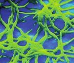 Farmaci contraffatti e fattori di rischio