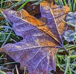 Calendario - Fraternit&agrave; di Romena