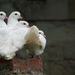 Calendario - Fraternit&agrave; di Romena