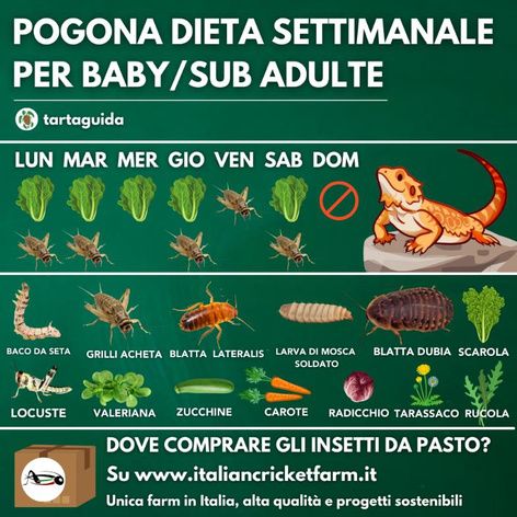 Tappetini scaldanti Rettili e Animali Esotici- Vendita online - Rospo Verde