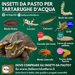 Come gestire i grilli da pasto: Animali Esotici Milano