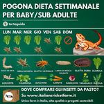 Come gestire i grilli da pasto: Animali Esotici Milano