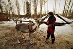 EPIFANIA IN LAPPONIA CON GLI HUSKY - VIVI LA TUA AVVENTURA IN UN ALLEVAMENTO DI HUSKY - LappOne