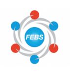 16 dicembre 2021 - Auditorium TLS Siena Workshop - FEBS Science & Society