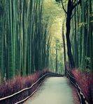 PREVISIONI DI MERCATO PER IL 2021 - NON C'&Egrave; VACCINO CONTRO LA CRESCI- TA BASSA - syz group