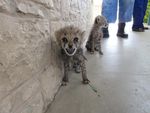 Il Governo del Somaliland e il Cheetah Conservation Fund recuperano otto cuccioli di ghepardo destinati al commercio illegale in tre successive ...