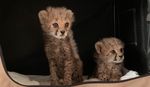 Il Governo del Somaliland e il Cheetah Conservation Fund recuperano otto cuccioli di ghepardo destinati al commercio illegale in tre successive ...