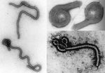 Le epidemie del XXI secolo: un lato oscuro della globalizzazione - Guido Maria Grasso - Unimol