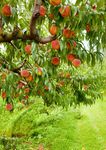 AGRICOLTORI BIOLOGICI - ORGANIC FARMERS - BRIO SPA