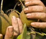AGRICOLTORI BIOLOGICI - ORGANIC FARMERS - BRIO SPA