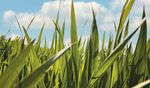 Il grano La vostra scelta. Il nostro impegno - Bayer Crop Science Italia