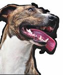 Guida ai prodotti per la salute e il benessere del cane e del gatto - Innovet
