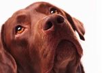 Guida ai prodotti per la salute e il benessere del cane e del gatto - Innovet