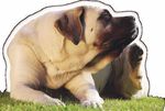 Guida ai prodotti per la salute e il benessere del cane e del gatto - Innovet