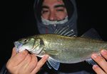 SPIGOLE fra spiaggia e bassa costiera - La Pesca Mosca e Spinning