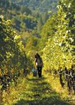 AGRICOLTURA ALIMENTAZIONE AMBIENTE 2015/2016 - Fondazione ...