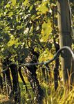 AGRICOLTURA ALIMENTAZIONE AMBIENTE 2015/2016 - Fondazione ...