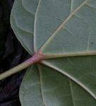 Acer distylum Siebold & Zuccarini (1845) - Acero a foglie di Tiglio - The Maple Society