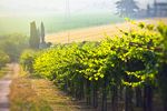 XXIX CONVEGNO DI STUDI - SIEA