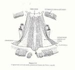 ESITI FUNZIONALI DOPO CHIRURGIA MAMMARIA E DOPO RICOSTRUZIONE AL SENO - Dott. Livia Bedodi Fondazione IRCCS Istituto Tumori Metis Centro Studi in ...