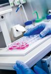 Orientamento allo studio 2022 - Corso di studio Diagnostica di laboratorio biomedico