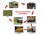 LA VALUTAZIONE DEI FORAGGI AFFIENATI NELL'ALIMENTAZIONE BOVINA DAL PUNTO DI VISTA MEDICO-VETERINARIO