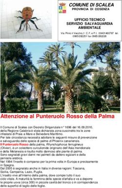 Attenzione al Punteruolo Rosso della Palma