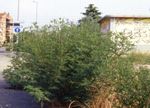 Ambrosia artemisiifolia:è una pianta erbacea - Comune di Tradate