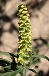 Ambrosia artemisiifolia:è una pianta erbacea - Comune di Tradate