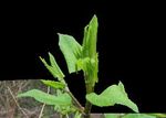 Il Poligono del Giappone - (Reynoutria japonica Houtt.) SPECIE ALIENA INVASIVA - SARCA - Parco Fluviale Sarca