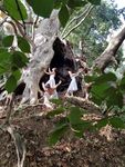 Un platano gigante fra i boschi - Curinga-in.it